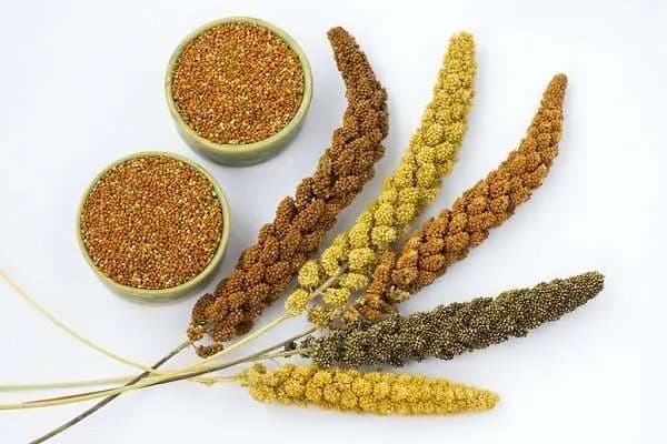 Millet